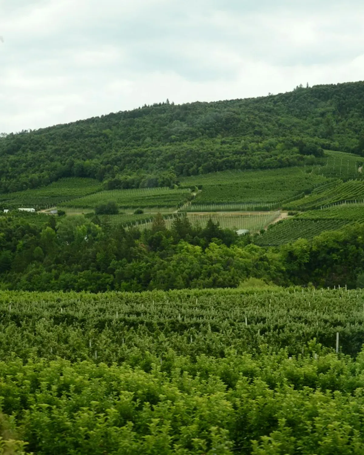 Barossa Valley Old Vine Vineyard