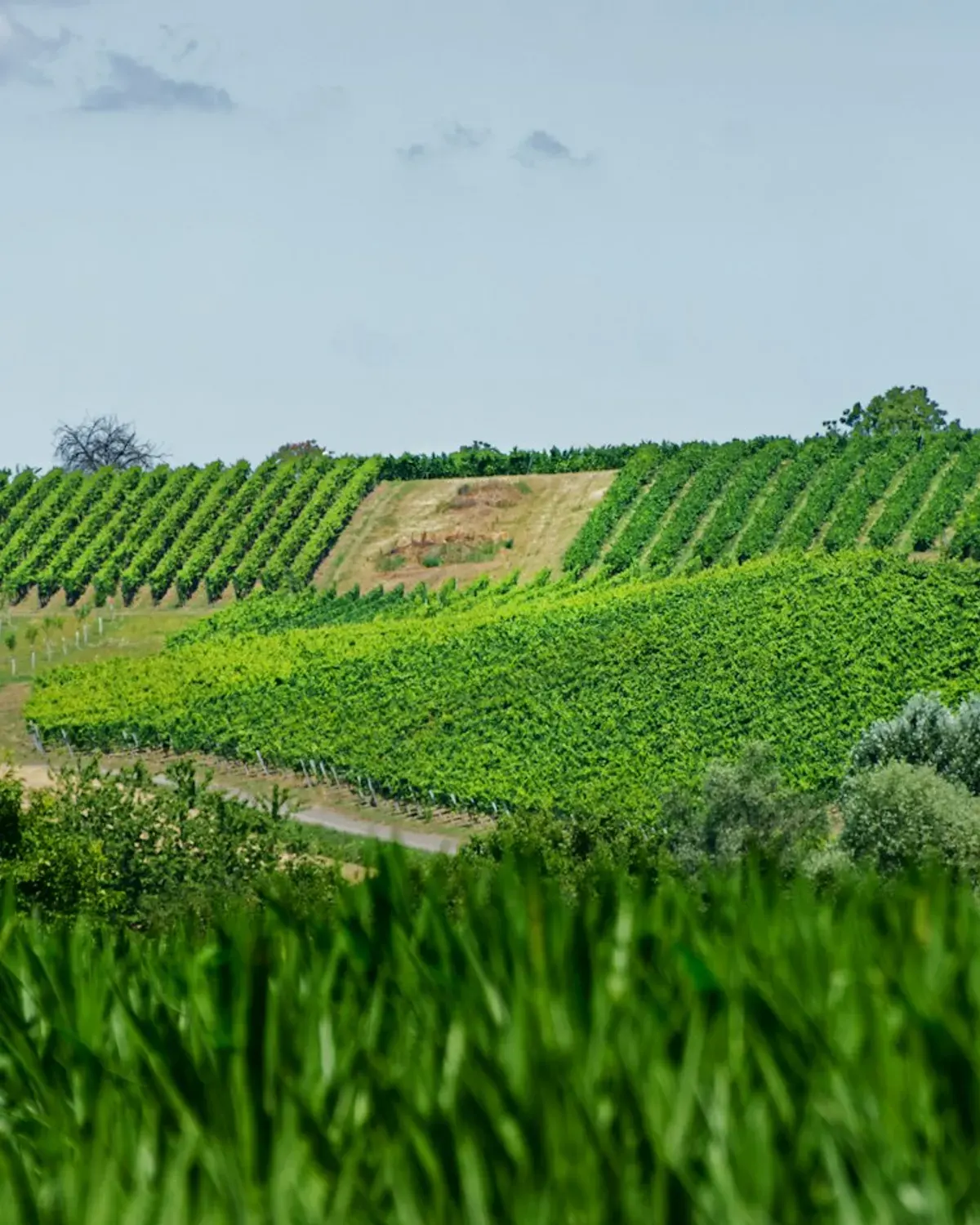Canterbury Plains Farmland