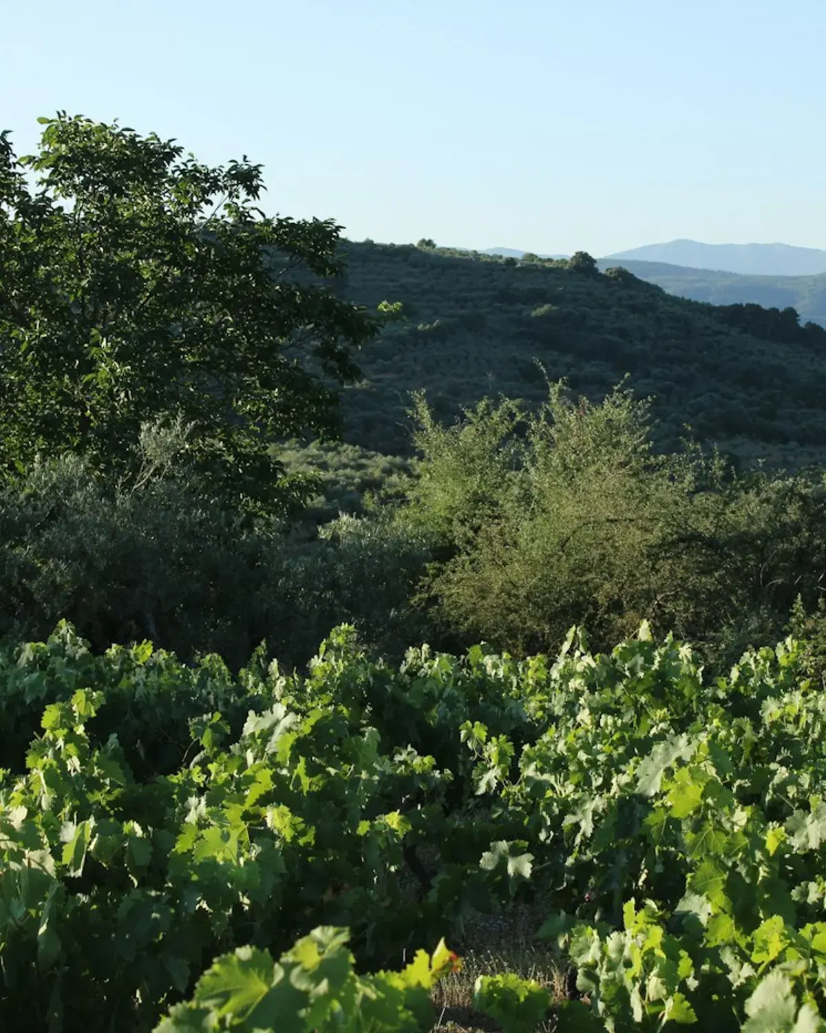 Castellina in Chianti Vineyard Parcel