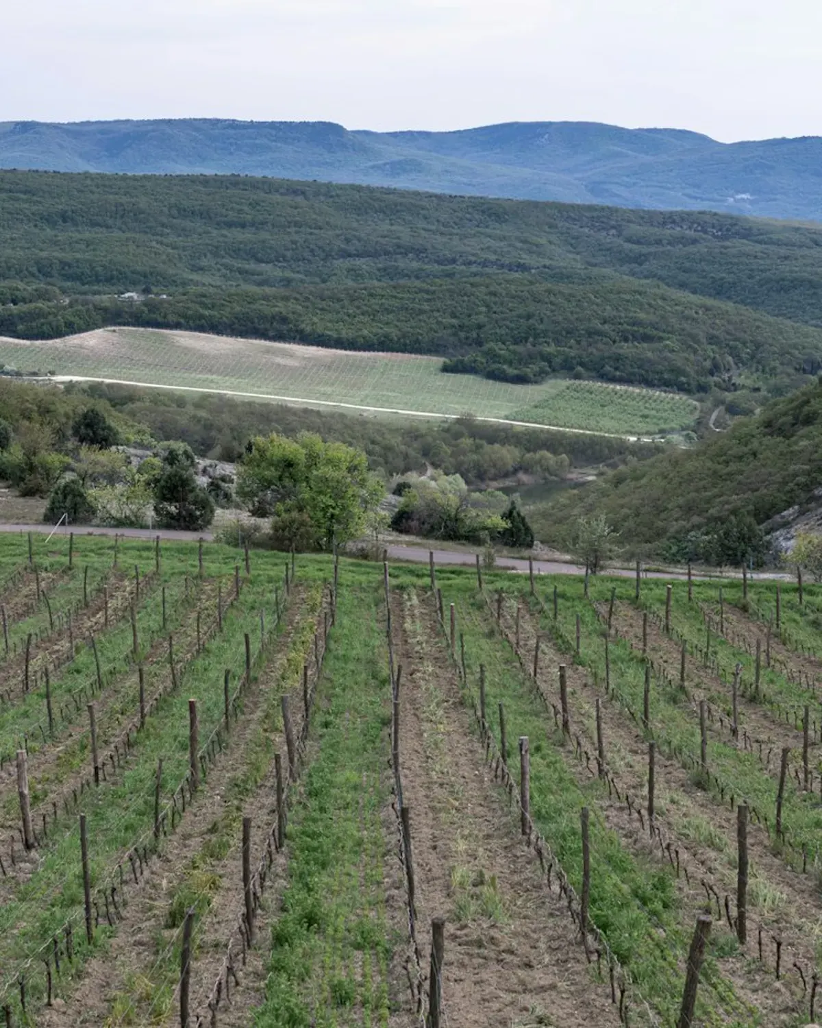 Oakville Bench Vineyard thumbnail 2