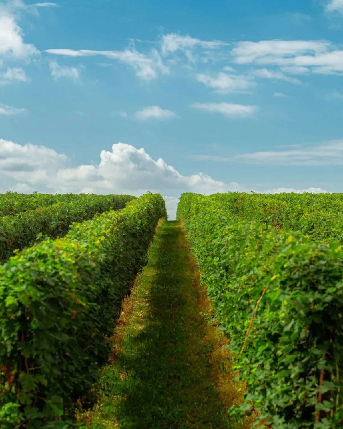 Oakville Bench Vineyard thumbnail 3