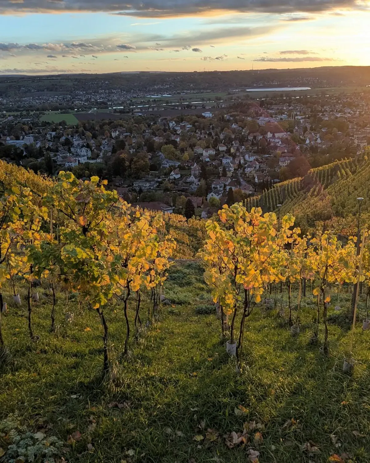 Oakville Bench Vineyard thumbnail 4