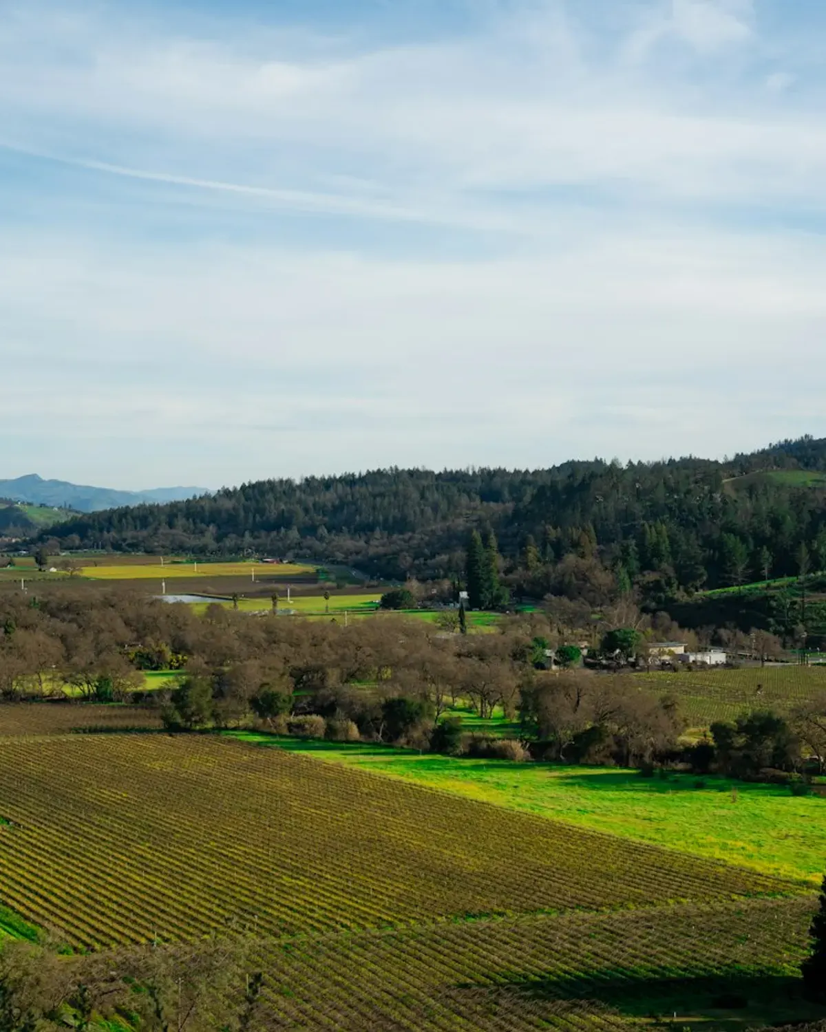 Cairngorms Native Timber & Rewilding Reserve