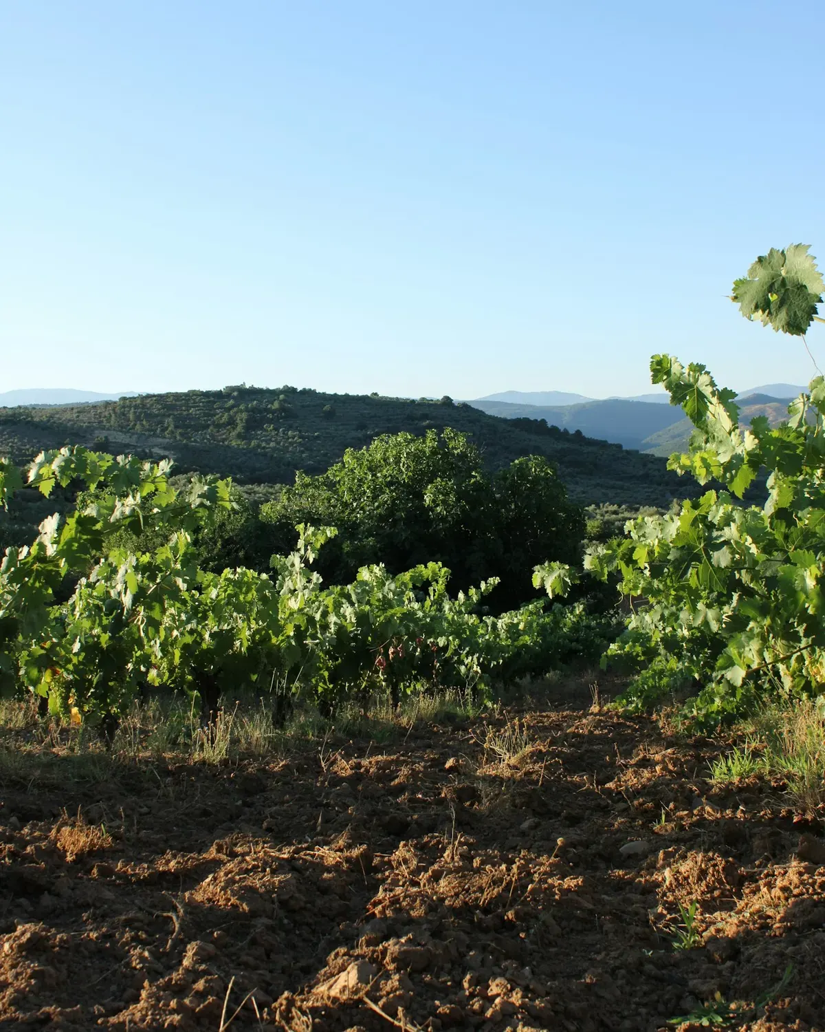 Tuscany Montalcino Terraces Grove Parcel