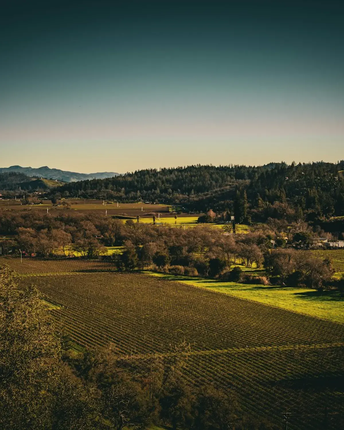 Dundee Hills Pinot Noir Terroir